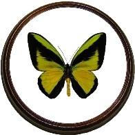 Кругла рамка