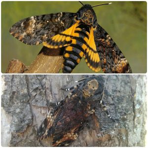 Купить Живий тропічний метелик Acherontia atropos