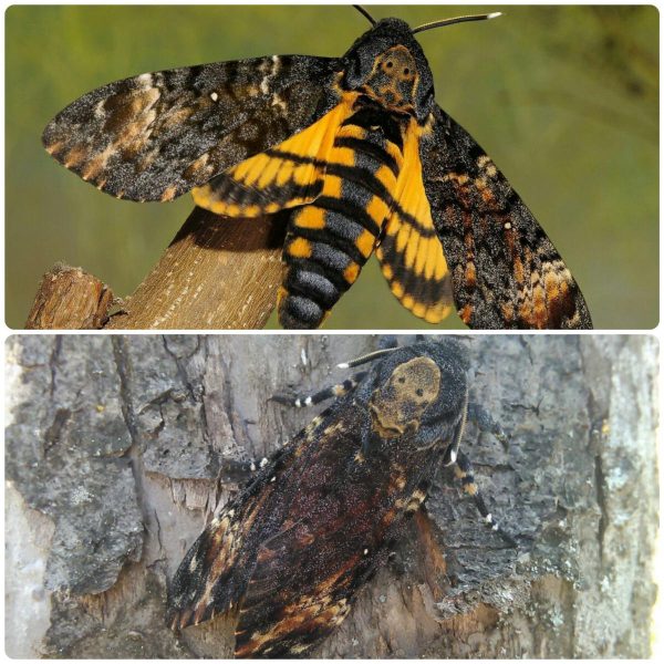 Купить Живий тропічний метелик Acherontia atropos