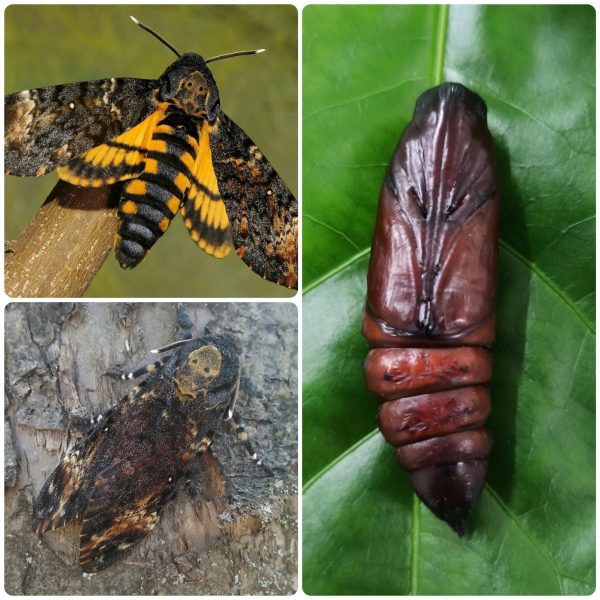 Купить Лялечка метелика Acherontia atropos