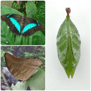 Купить Лялечка метелика Archaeoprepona demophon