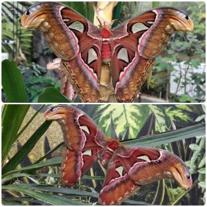 Купить Живий тропічний метелик Attacus atlas
