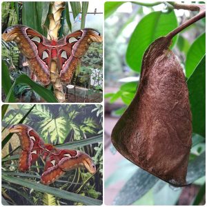 Купить Лялечка метелика Attacus atlas