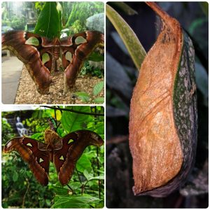 Купить Лялечка метелика Attacus lorquini