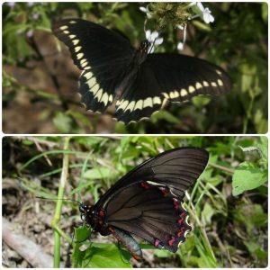 Купить Живий тропічний метелик Battus polydamas