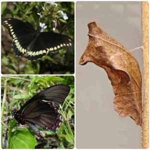 Купить Лялечка метелика Battus polydamas