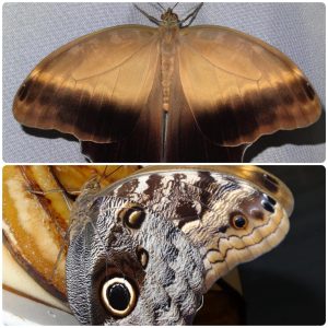 Купить Живий тропічний метелик Caligo bellerophon