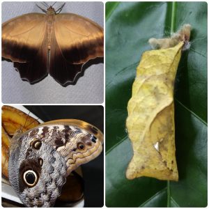 Купить Лялечка метелика Caligo bellerophon