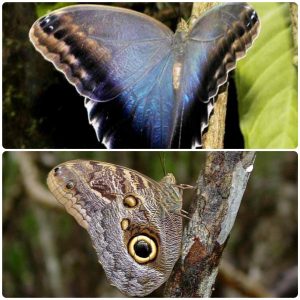 Купить Живий тропічний метелик Caligo brasiliensis