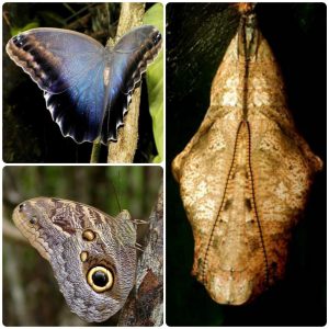 Купить Лялечка метелика Caligo brasiliensis