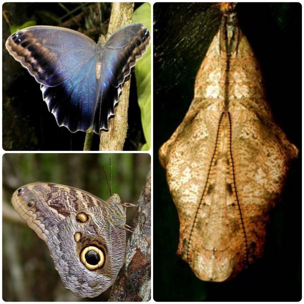 Купить Лялечка метелика Caligo brasiliensis