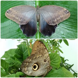 Купить Живий тропічний метелик Caligo eurilochus