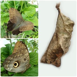 Купить Лялечка метелика Caligo eurilochus