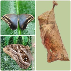 Купить Лялечка метелика Caligo illioneus