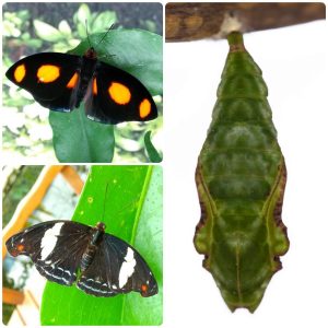 Купить Лялечка метелика Catonephele numilia