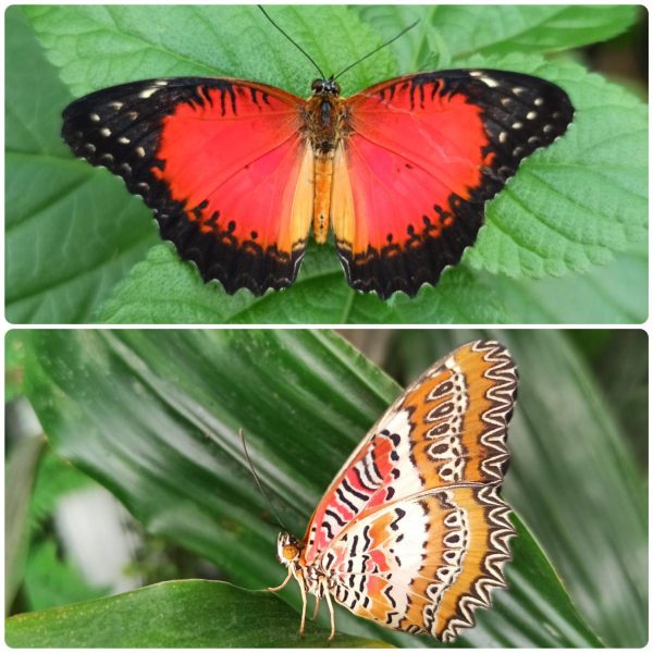 Купить Живий тропічний метелик Cethosia biblis