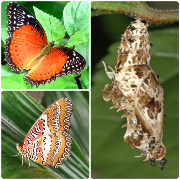 Купить Лялечка метелика Cethosia biblis