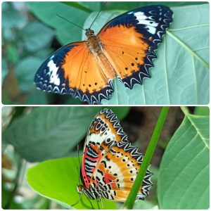 Купить Живий тропічний метелик Cethosia cyane