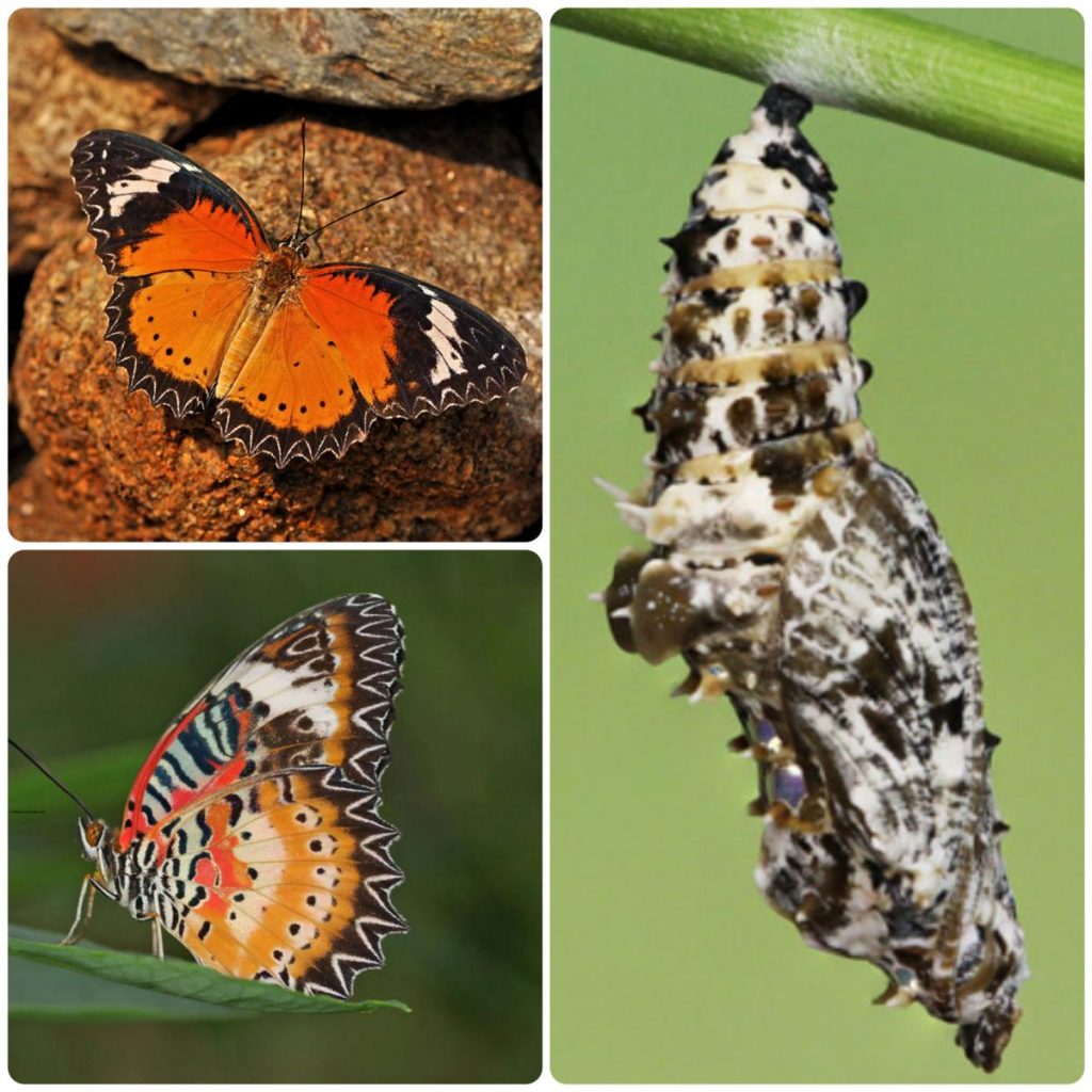 Лялечка метелика Cethosia cyane