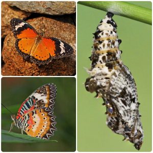 Купить Лялечка метелика Cethosia cyane