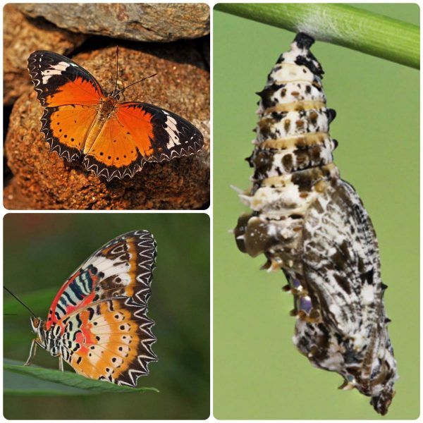 Купить Лялечка метелика Cethosia cyane