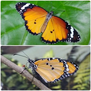 Купить Живий тропічний метелик Danaus chrysippus
