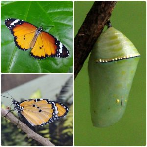 Купить Лялечка метелика Danaus chrysippus