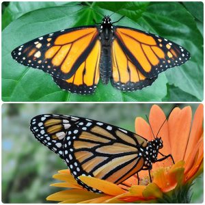 Купить Живий тропічний метелик Danaus plexippus