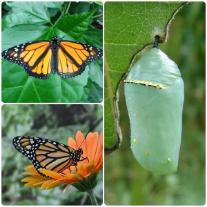 Купить Лялечка метелика Danaus plexippus