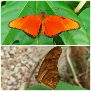 Купить Живий тропічний метелик Dryas julia
