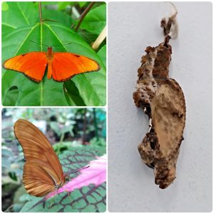 Купить Лялечка метелика Dryas julia