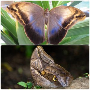 Купить Живий тропічний метелик Eryphanis polyxena