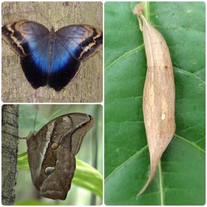 Купить Лялечка метелика Eryphanis polyxena