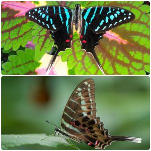 Купить Живий тропічний метелик Graphium colonna