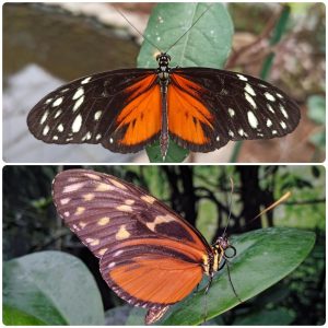 Купить Живий тропічний метелик Heliconius hecale