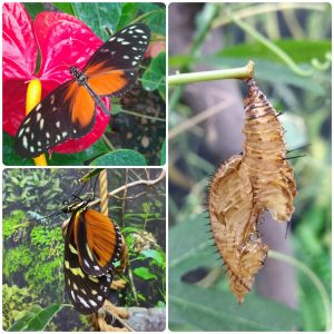 Купить Лялечка метелика Heliconius hecale