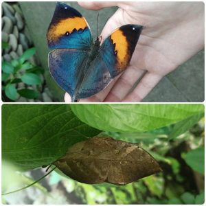 Купить Живий тропічний метелик Kallima inachus