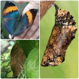 Купить Лялечка метелика Kallima inachus