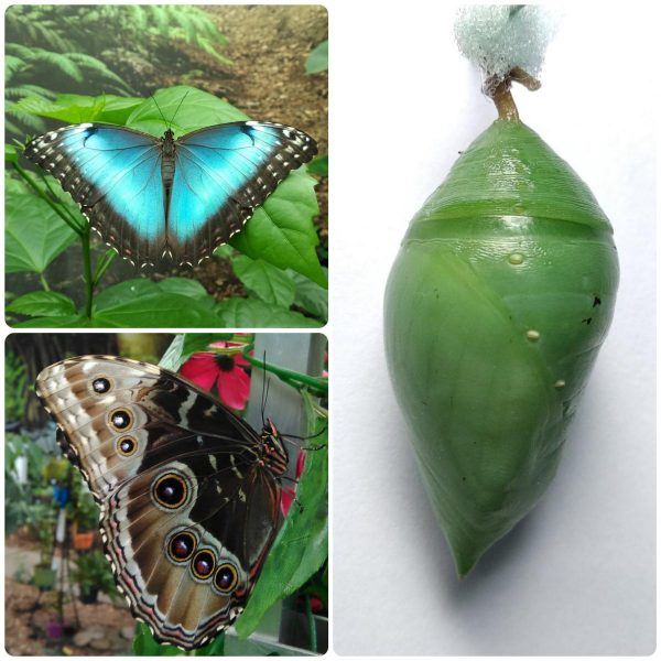 Купить Лялечка метелика Morpho helenor ssp Carillensis