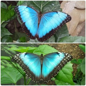 Купить Живий тропічний метелик Morpho helenor ssp Carillensis
