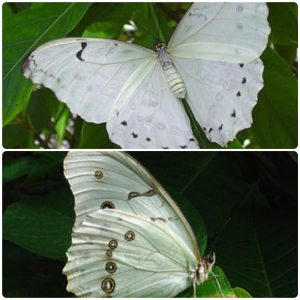 Купить Живий тропічний метелик Morpho polyphemus