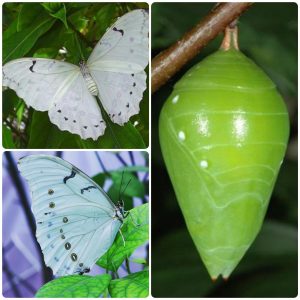 Купить Лялечка метелика Morpho polyphemus
