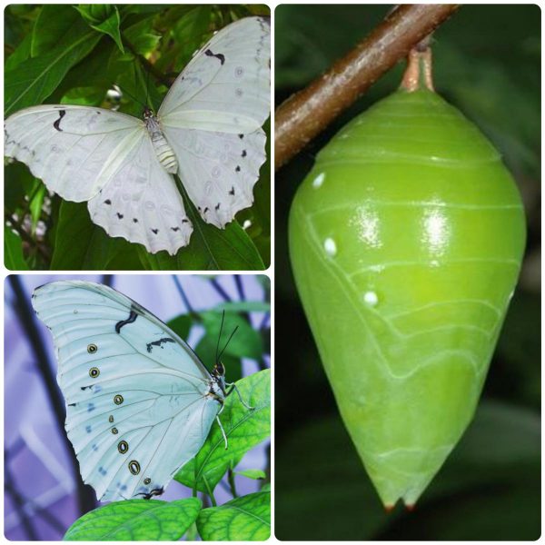 Купить Лялечка метелика Morpho polyphemus