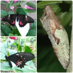 Купить Лялечка метелика Papilio anchisiades
