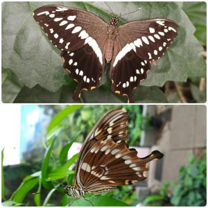Купить Живий тропічний метелик Papilio constantinus