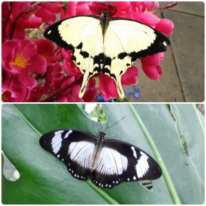 Купить Живий тропічний метелик Papilio dardanus