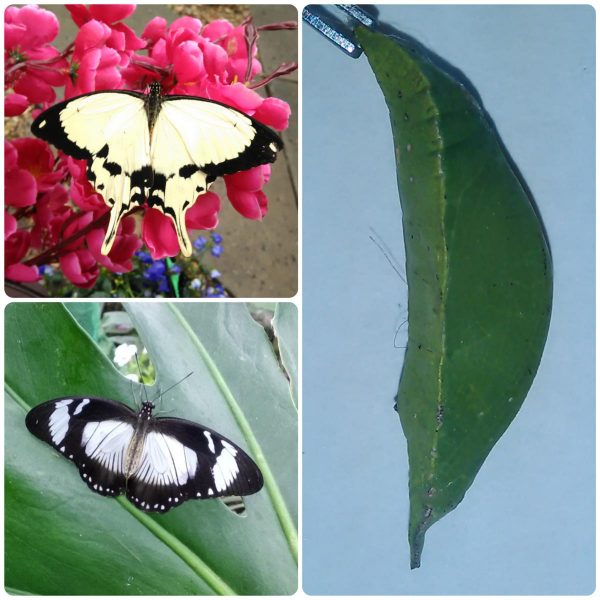 Купить Лялечка метелика Papilio dardanus