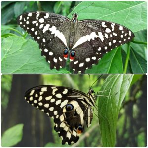 Купить Живий тропічний метелик Papilio demodocus