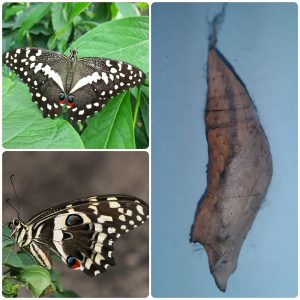 Купить Лялечка метелика Papilio demodocus