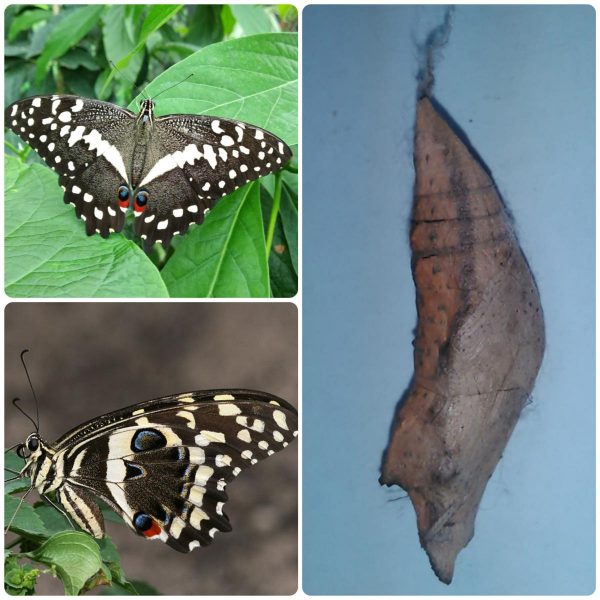 Купить Лялечка метелика Papilio demodocus